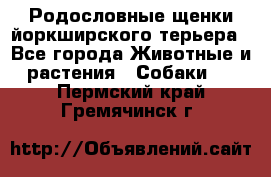 Родословные щенки йоркширского терьера - Все города Животные и растения » Собаки   . Пермский край,Гремячинск г.